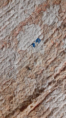 Vintage Moroccan Rug - Sun Seeker